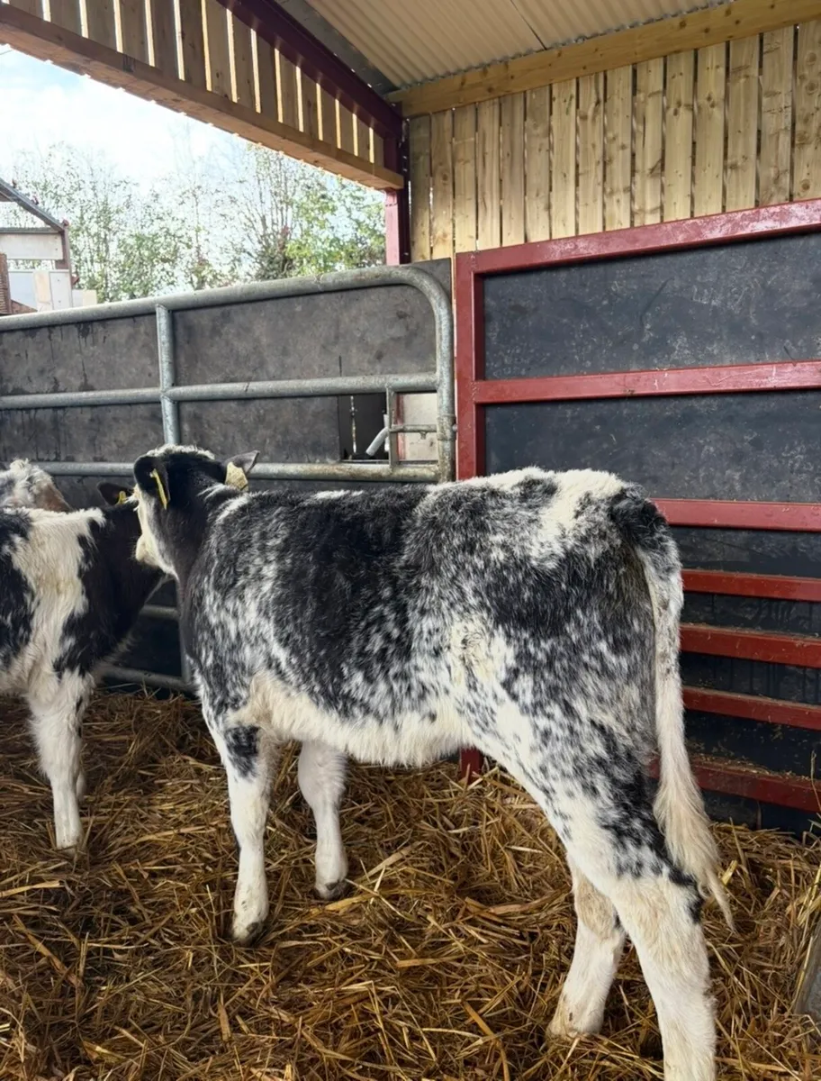 9 super reared Bbx calves - Image 3
