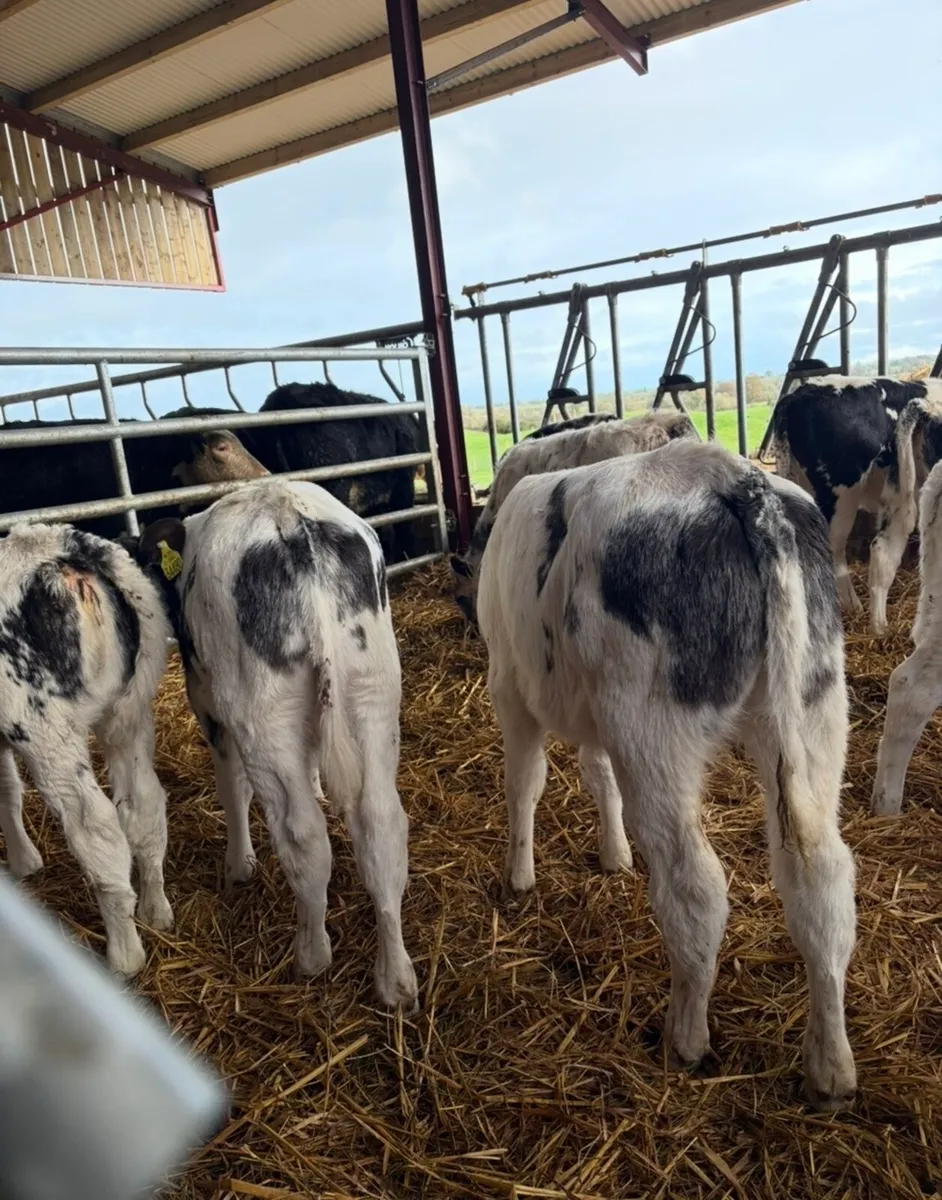 9 super reared Bbx calves - Image 4