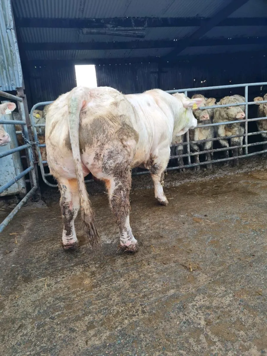 P.B.R Charolais Bulls - Image 1