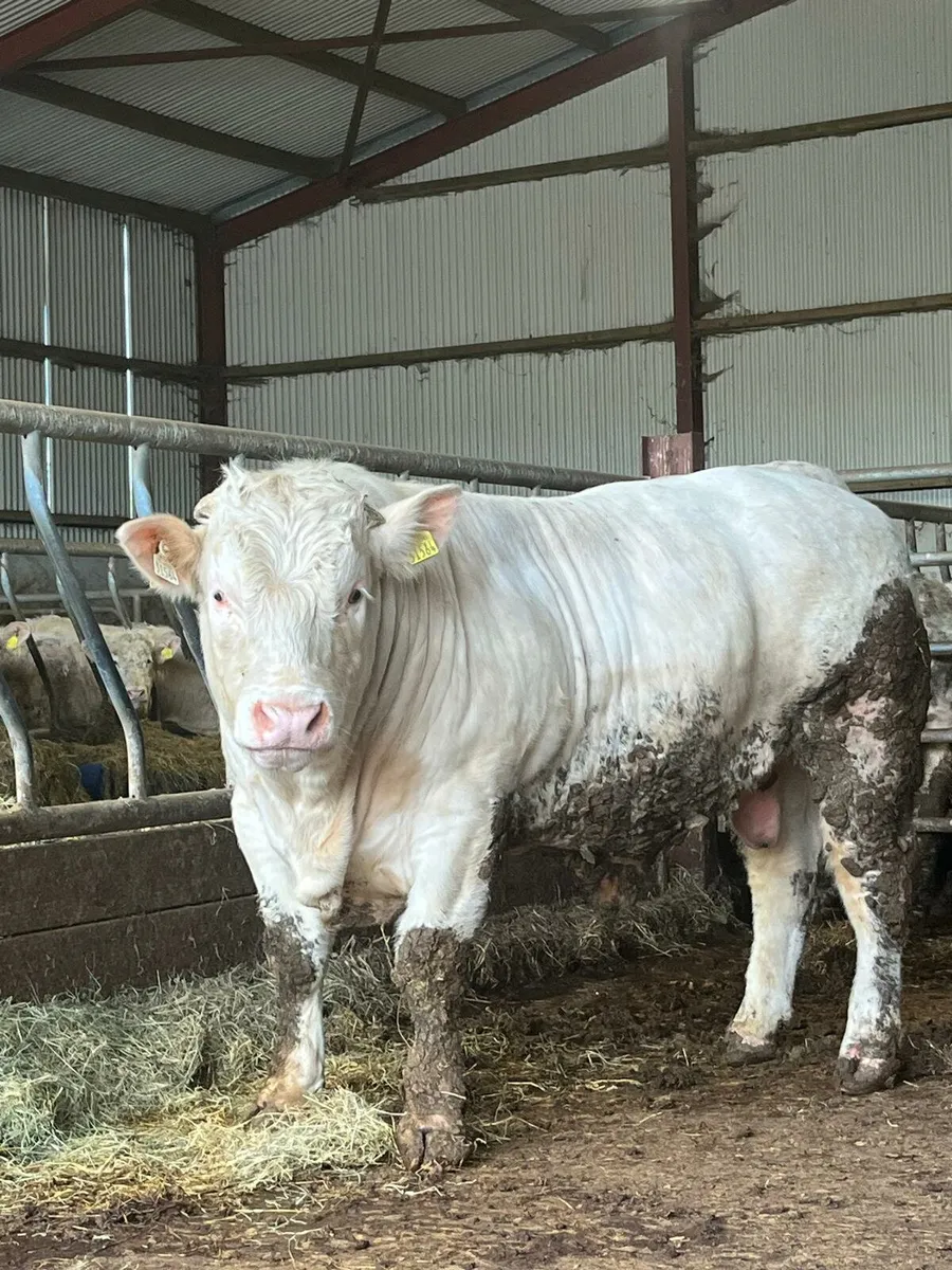 P.B.R Charolais Bulls - Image 4