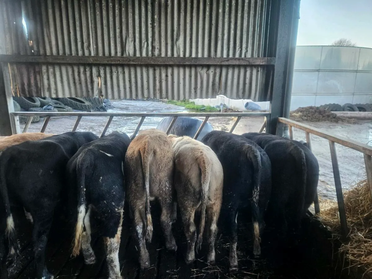 Weanling bulls - Image 1