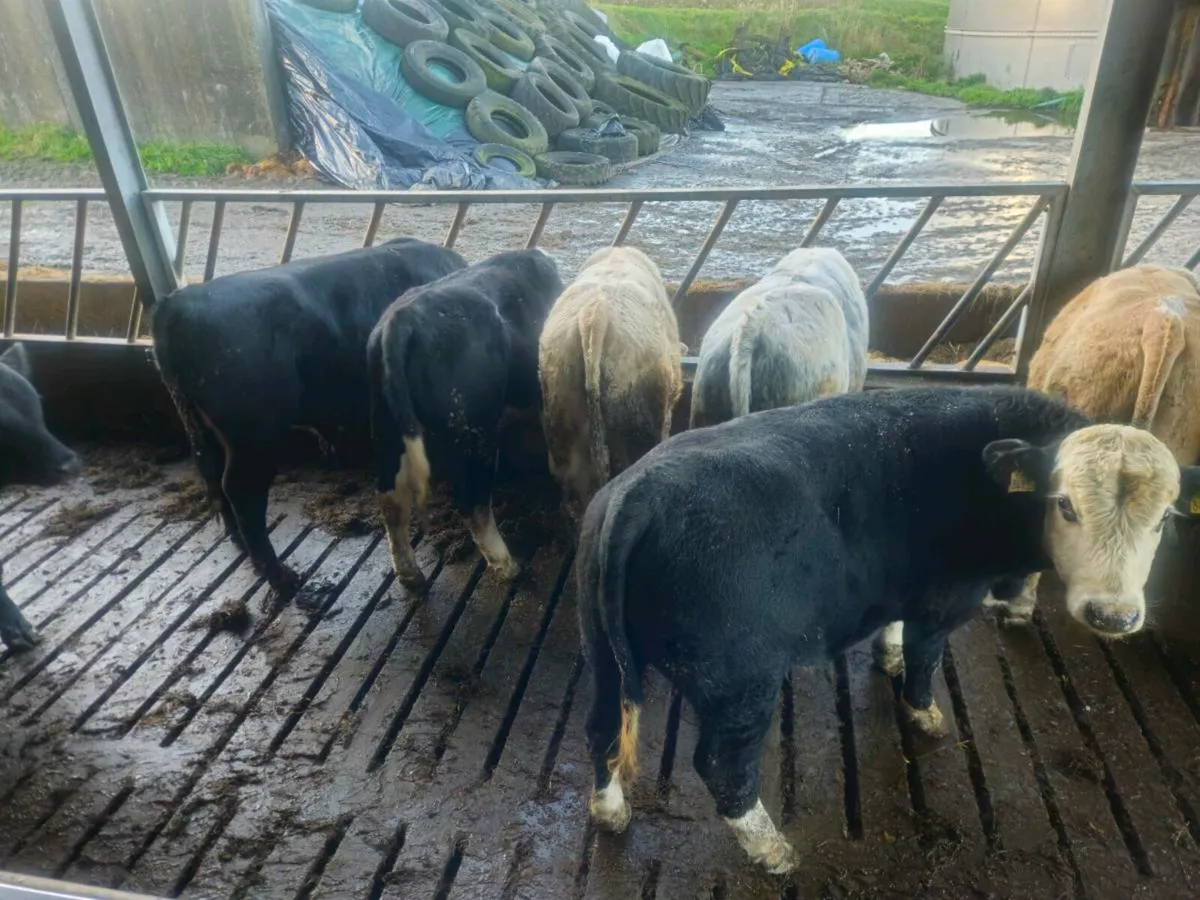 Weanling bulls - Image 2