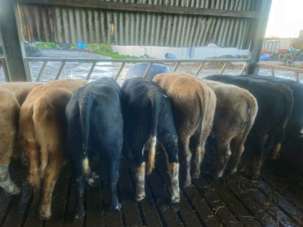 Weanling bulls - Image 3