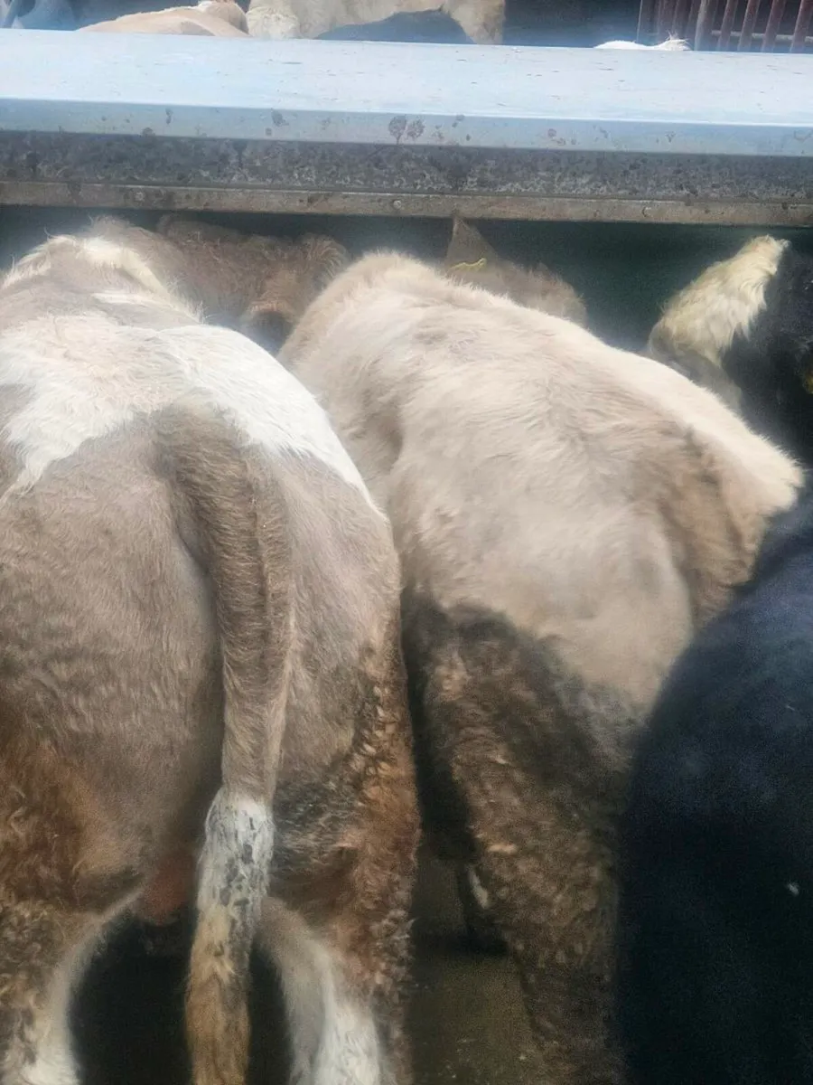 Weanling bulls - Image 4