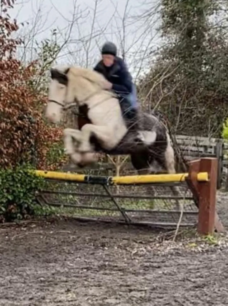 16.2 schoolmaster - Image 3