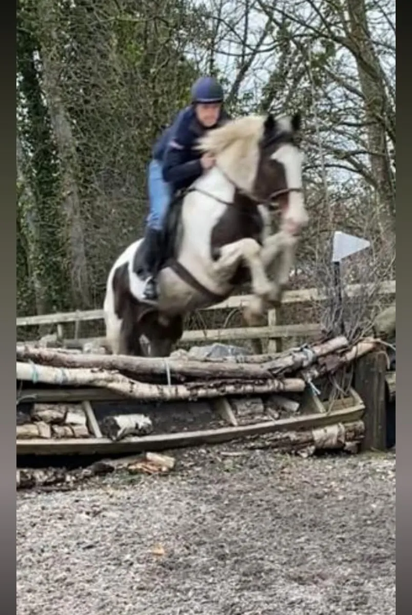 16.2 schoolmaster - Image 4