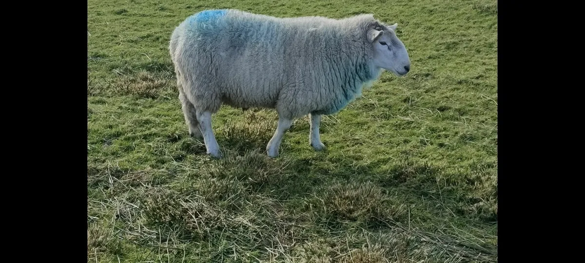 Genotype ram - Image 1