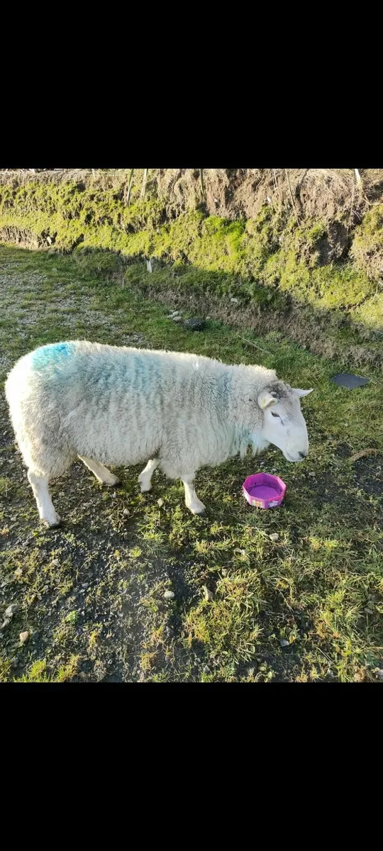 Genotype ram - Image 2