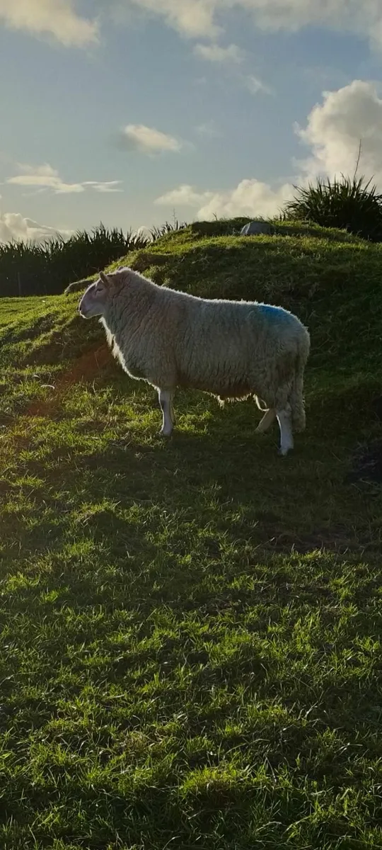 Genotype ram - Image 3