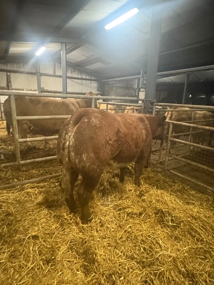 2 BBX Heifers - Image 1