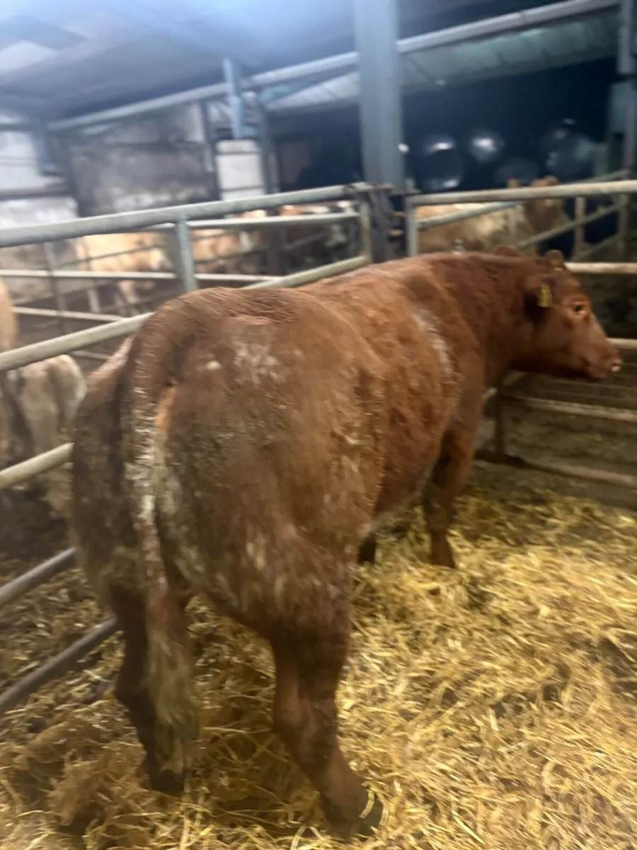 2 BBX Heifers - Image 2