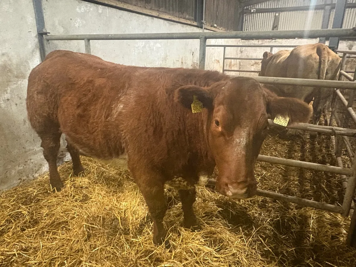 2 BBX Heifers - Image 3