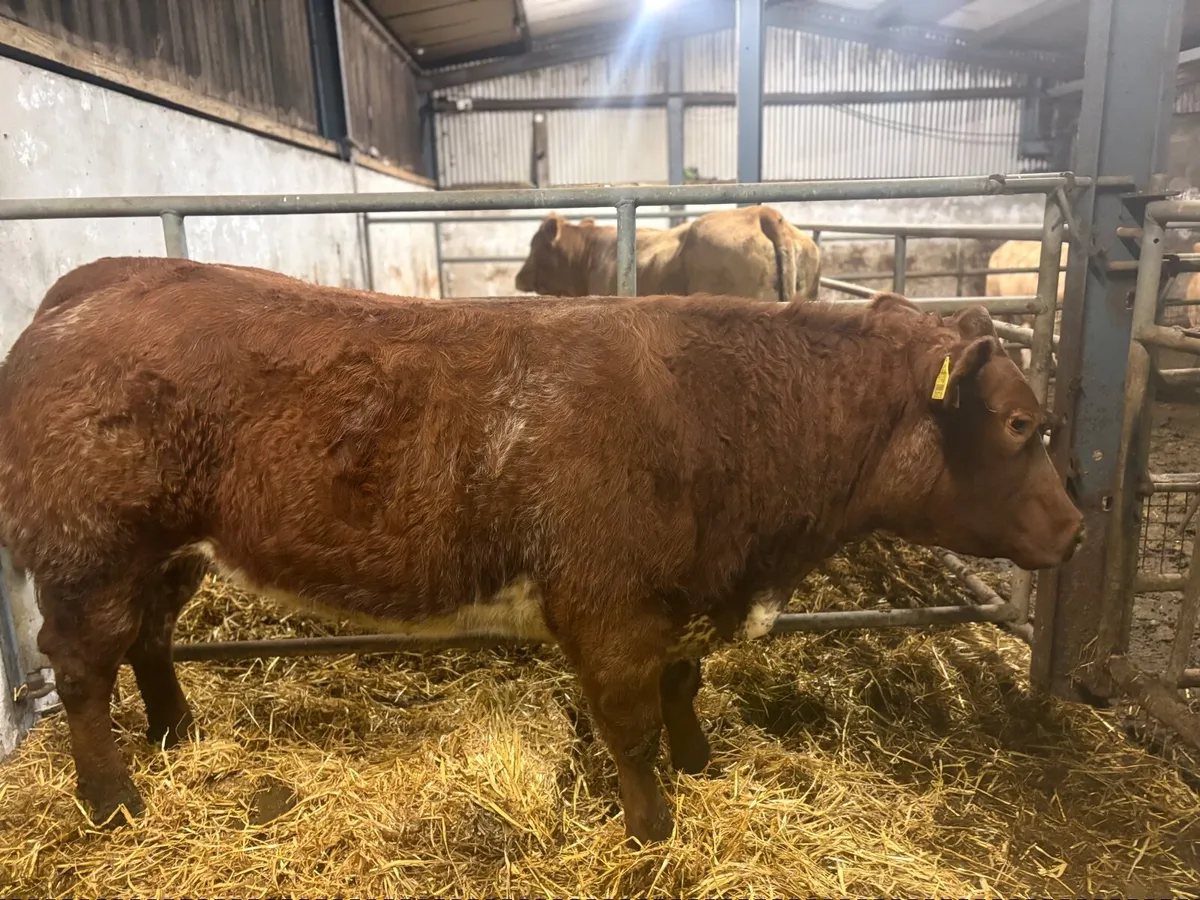 2 BBX Heifers - Image 4