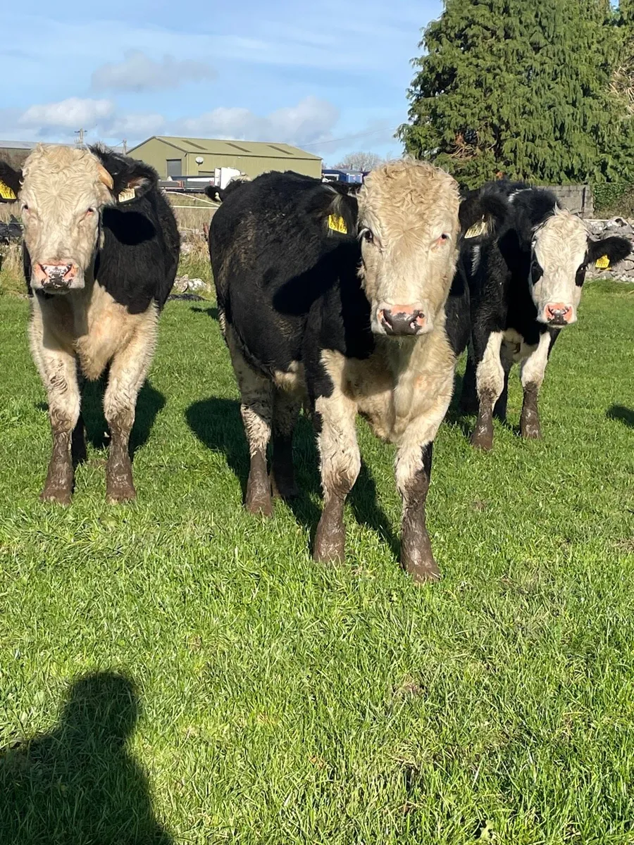 Hereford bullocks - Image 2