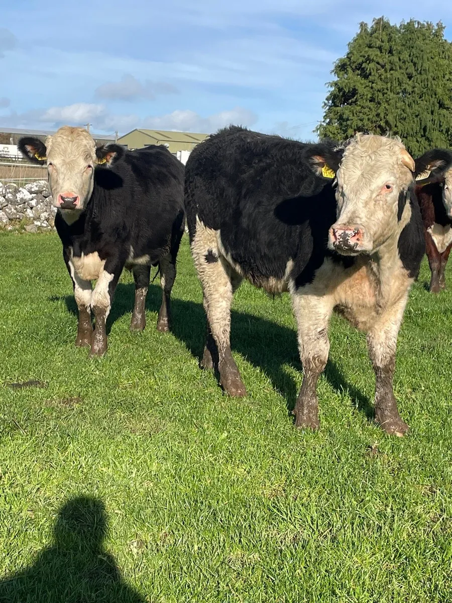 Hereford bullocks - Image 1