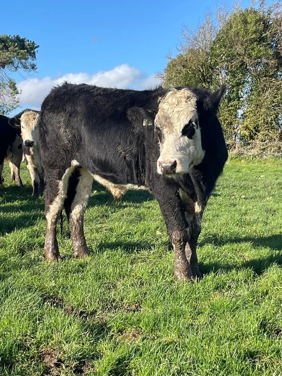 Hereford bullocks - Image 3