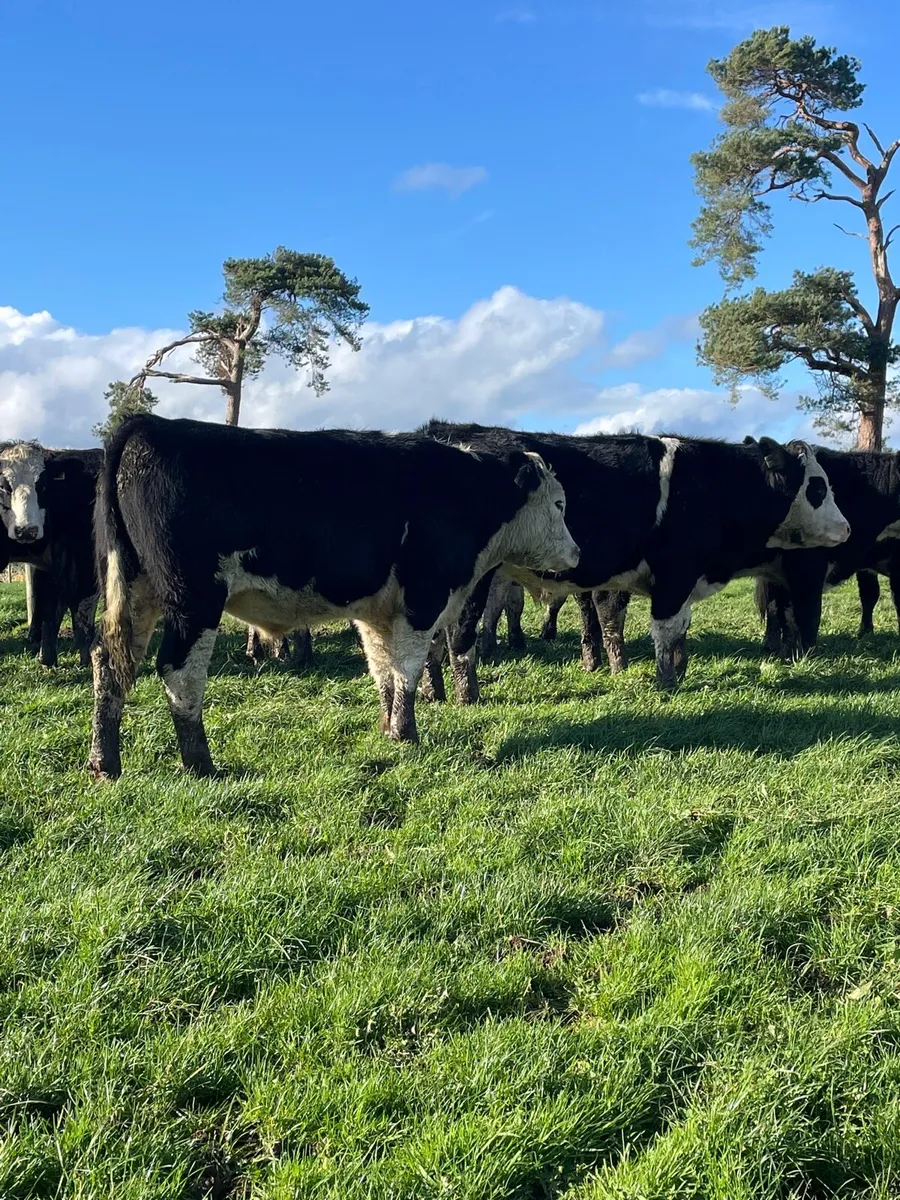 Hereford bullocks - Image 4