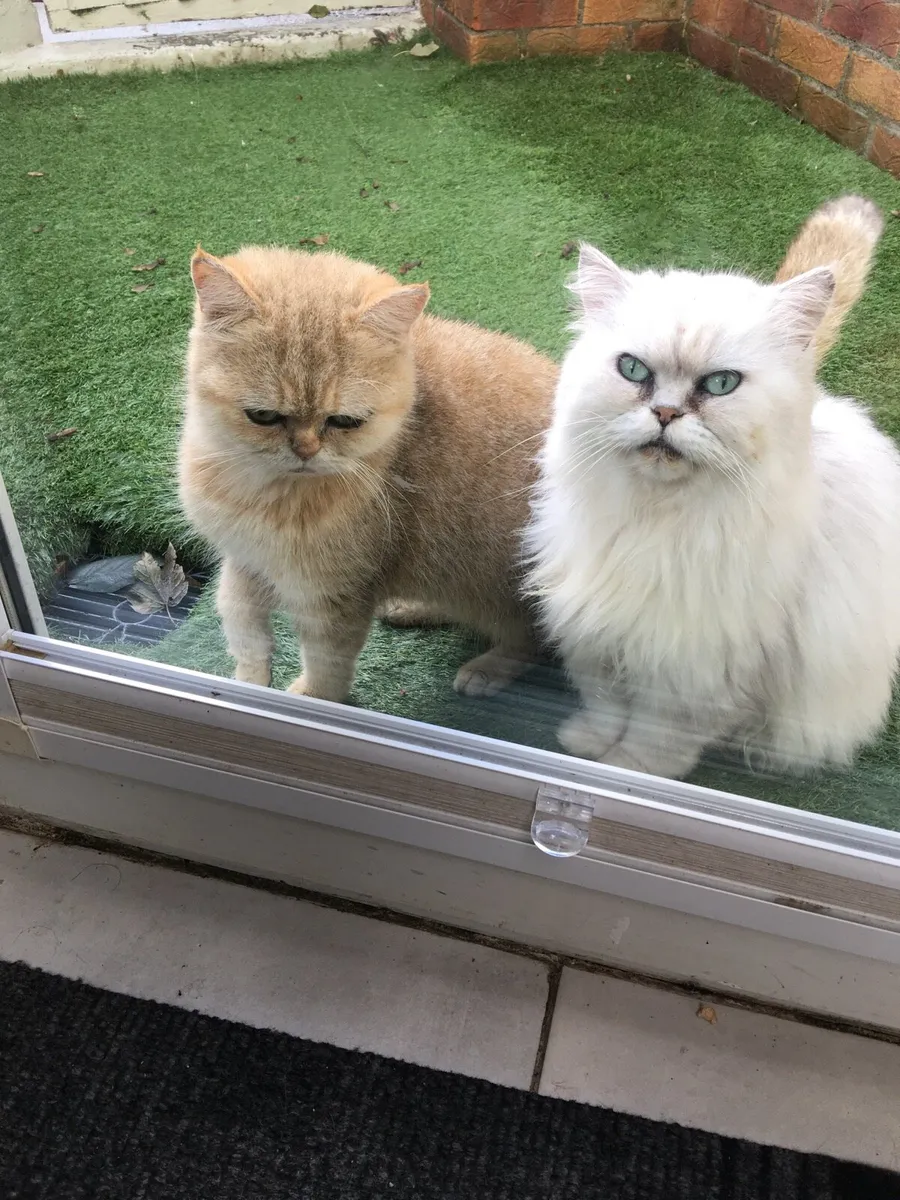 Chinchilla persian kittens - Image 4