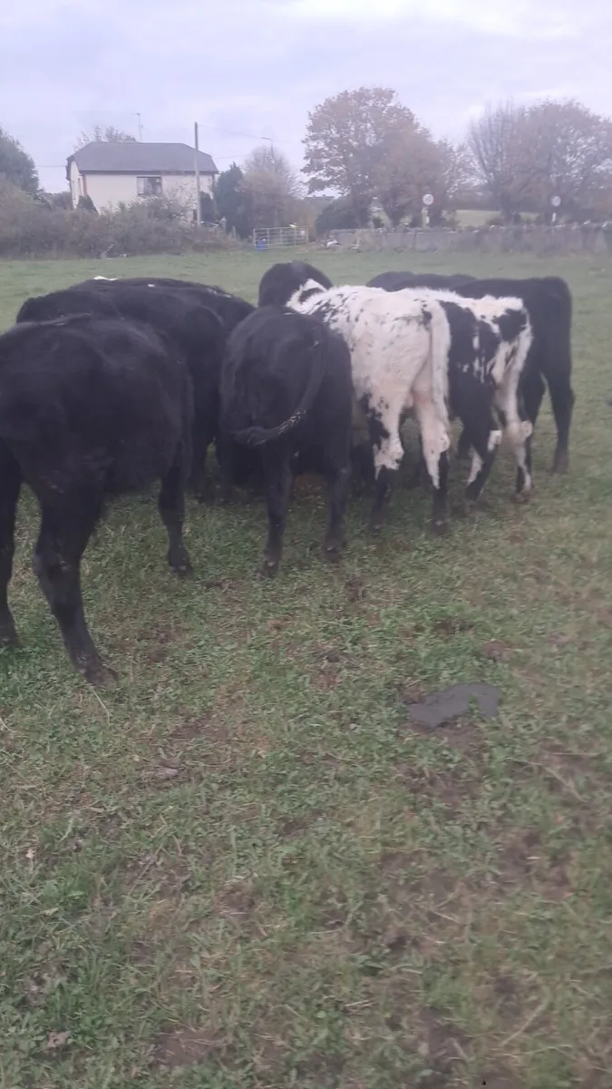 Weanling bulls - Image 1