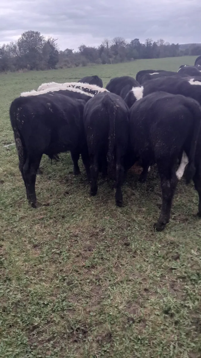 Weanling bulls - Image 2