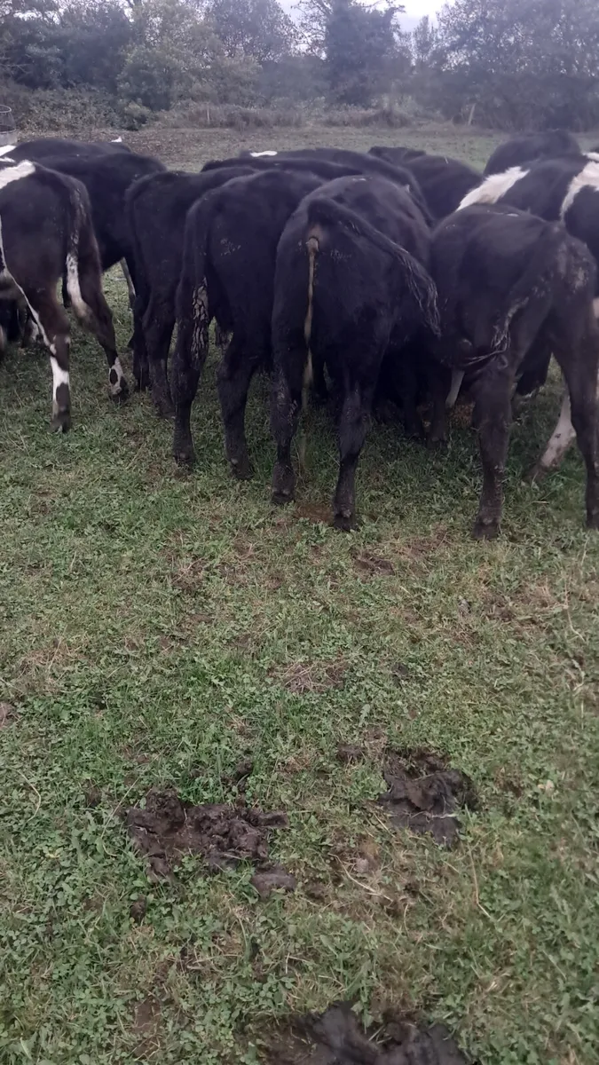 Weanling bulls - Image 4