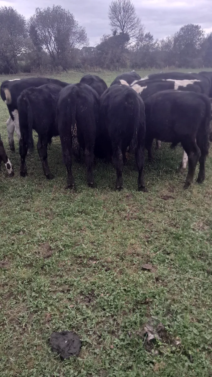 Weanling bulls - Image 3
