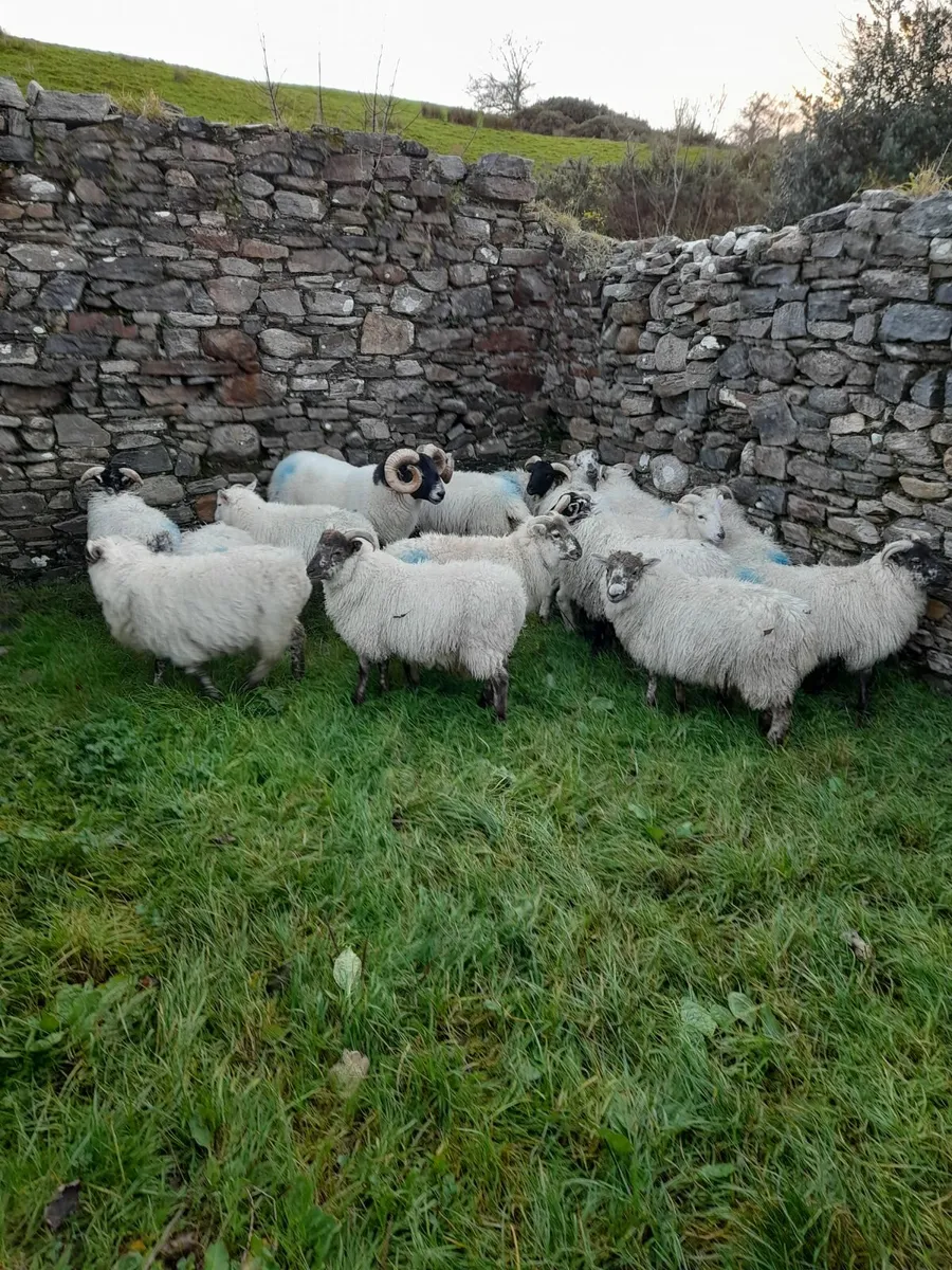 Lambs - Image 1