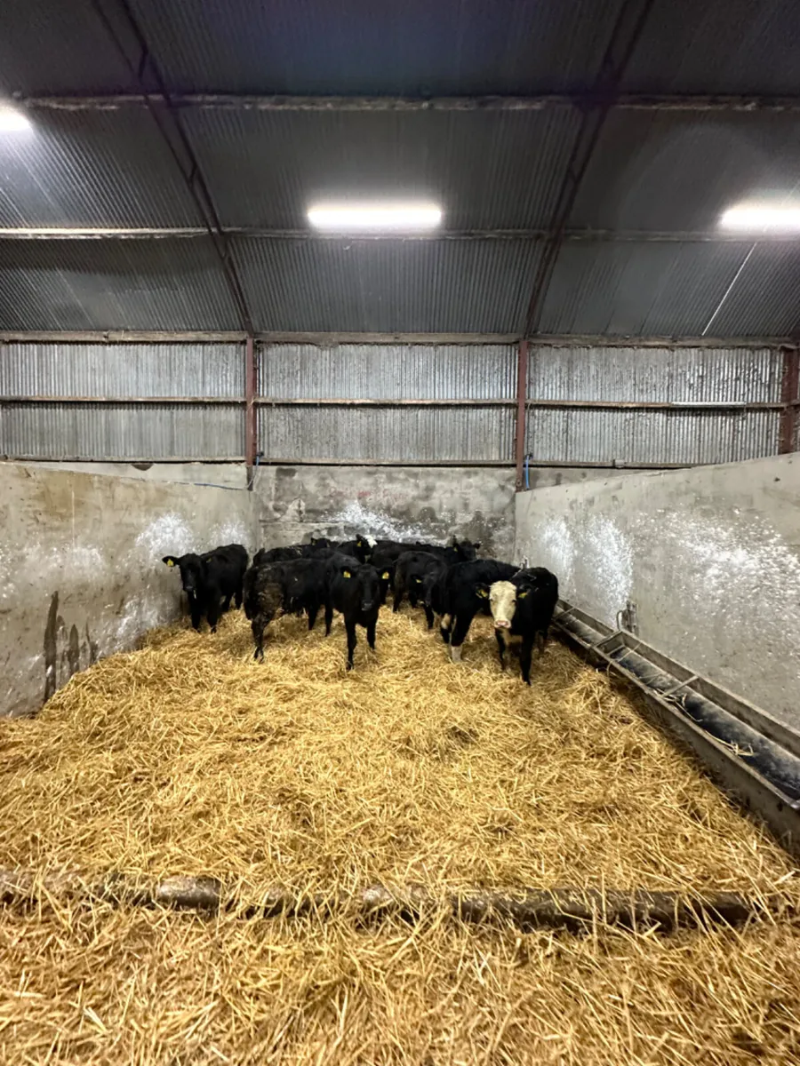 Angus Hereford and lim heifers - Image 1