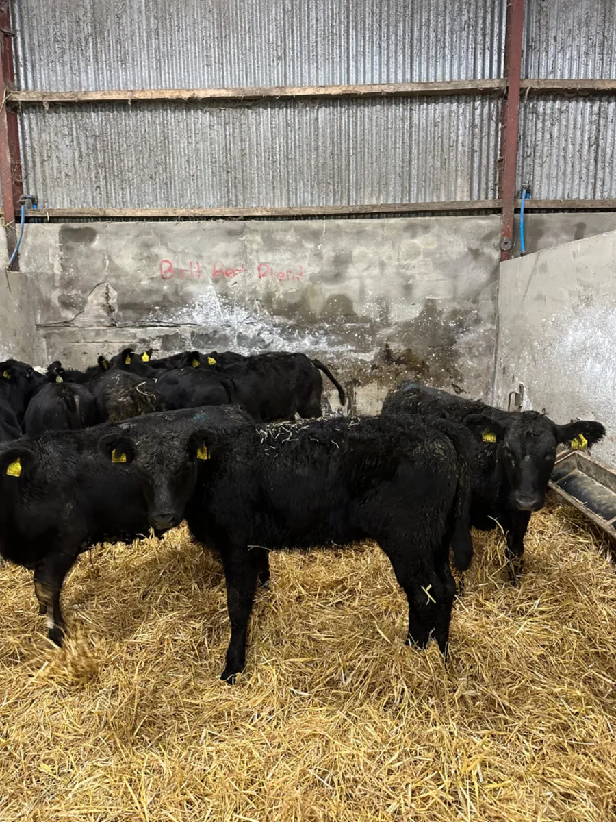 Angus Hereford and lim heifers - Image 3