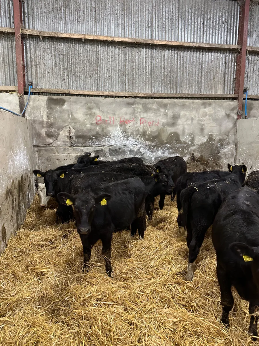 Angus Hereford and lim heifers - Image 4