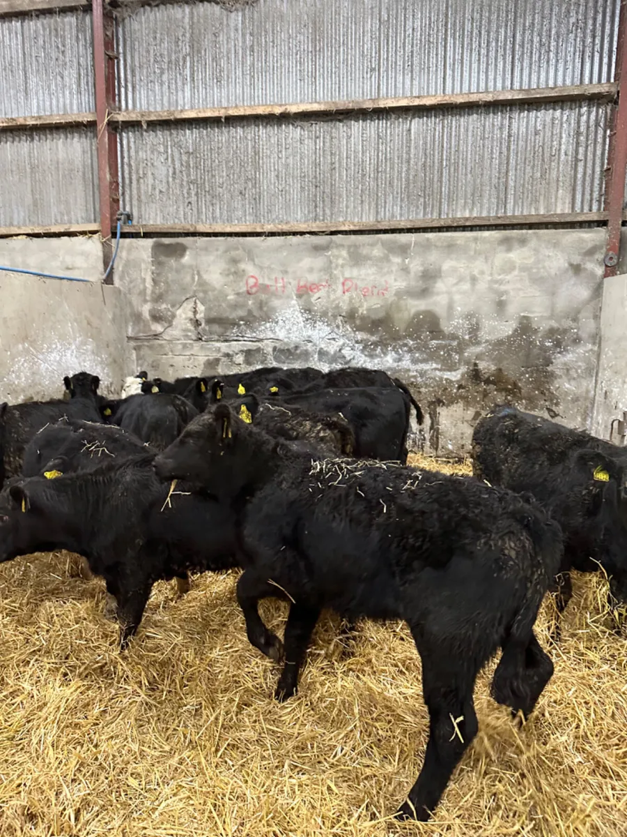 Angus Hereford and lim heifers - Image 2