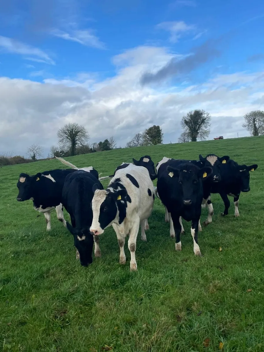 Organic Fr Heifers - Image 2