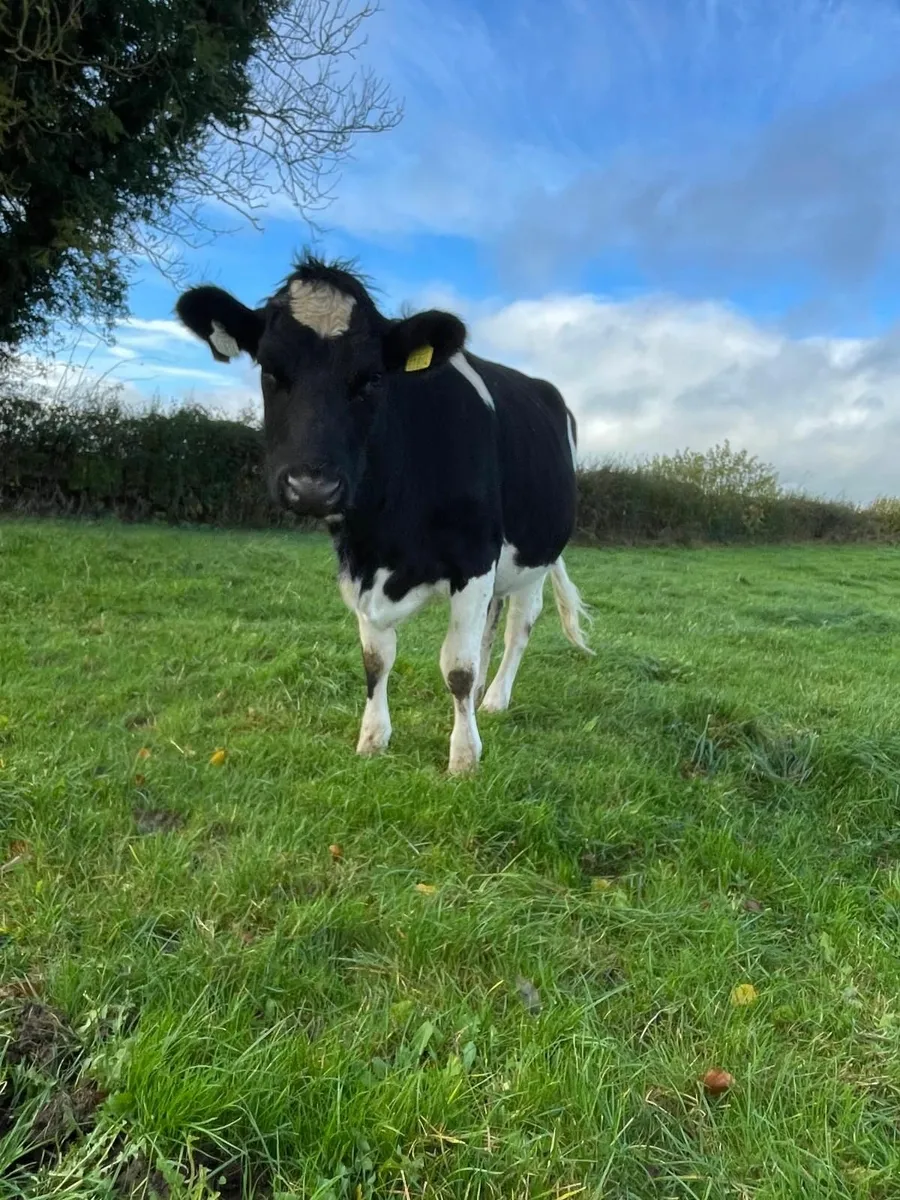 Organic Fr Heifers - Image 3