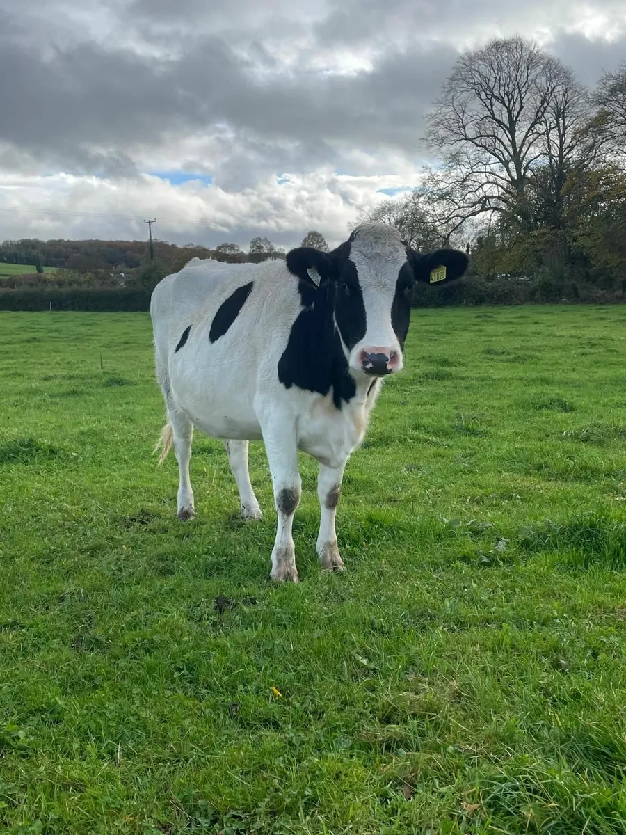 Organic Fr Heifers - Image 4