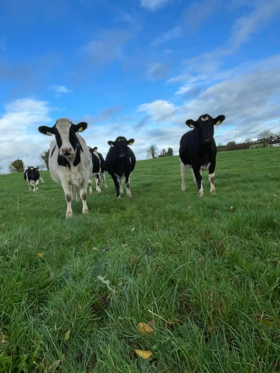 Organic Fr Heifers - Image 1
