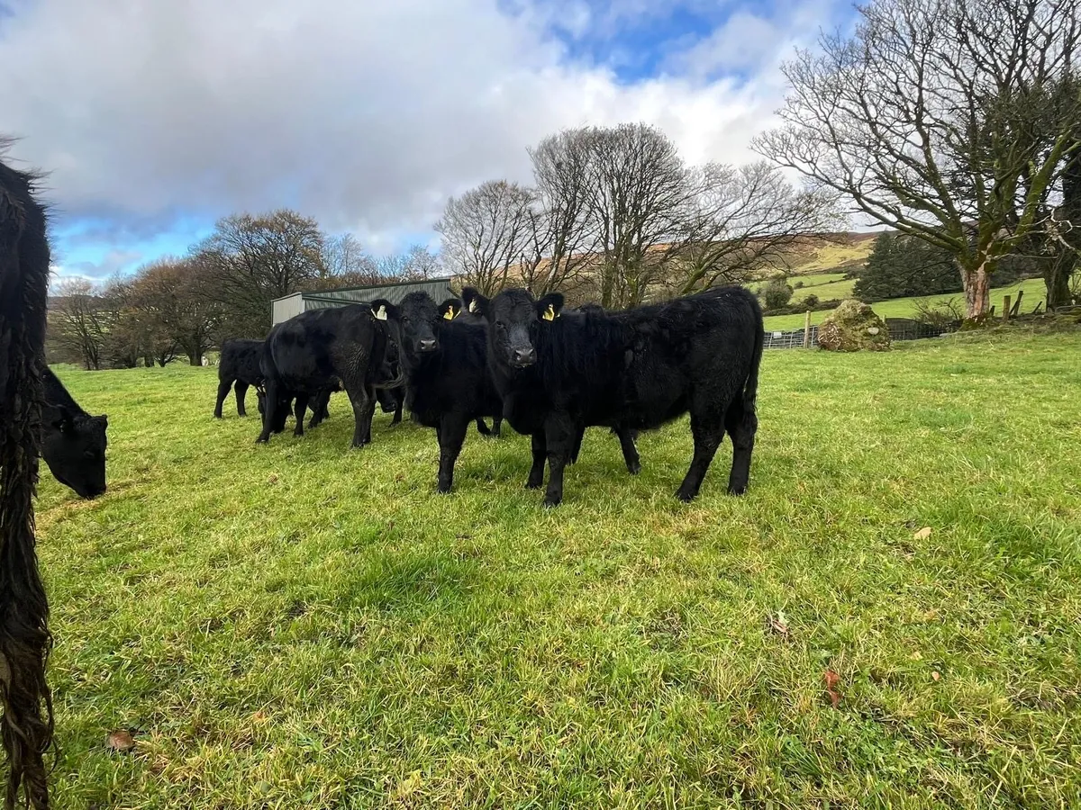 6 Fully Organic 5 Star Heifers - Image 2