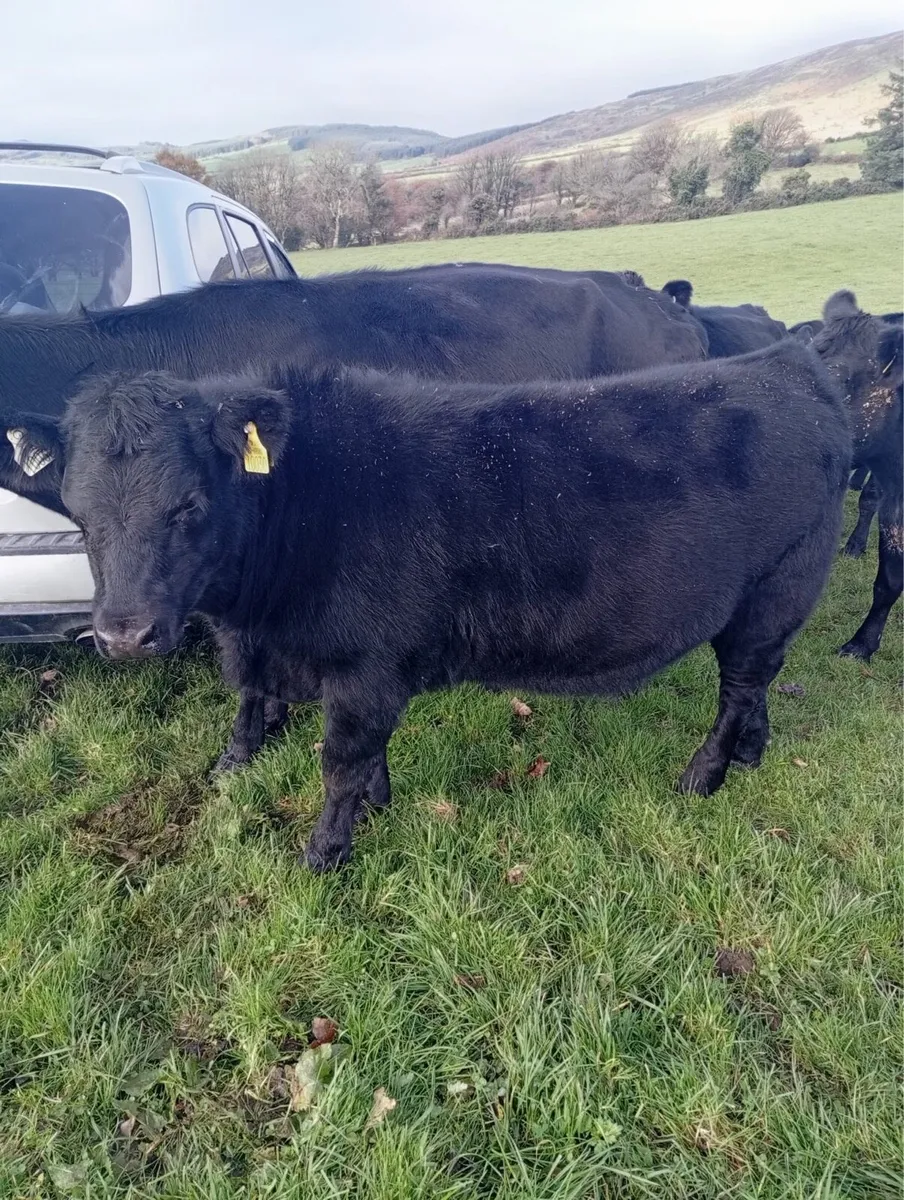 6 Fully Organic 5 Star Heifers - Image 3