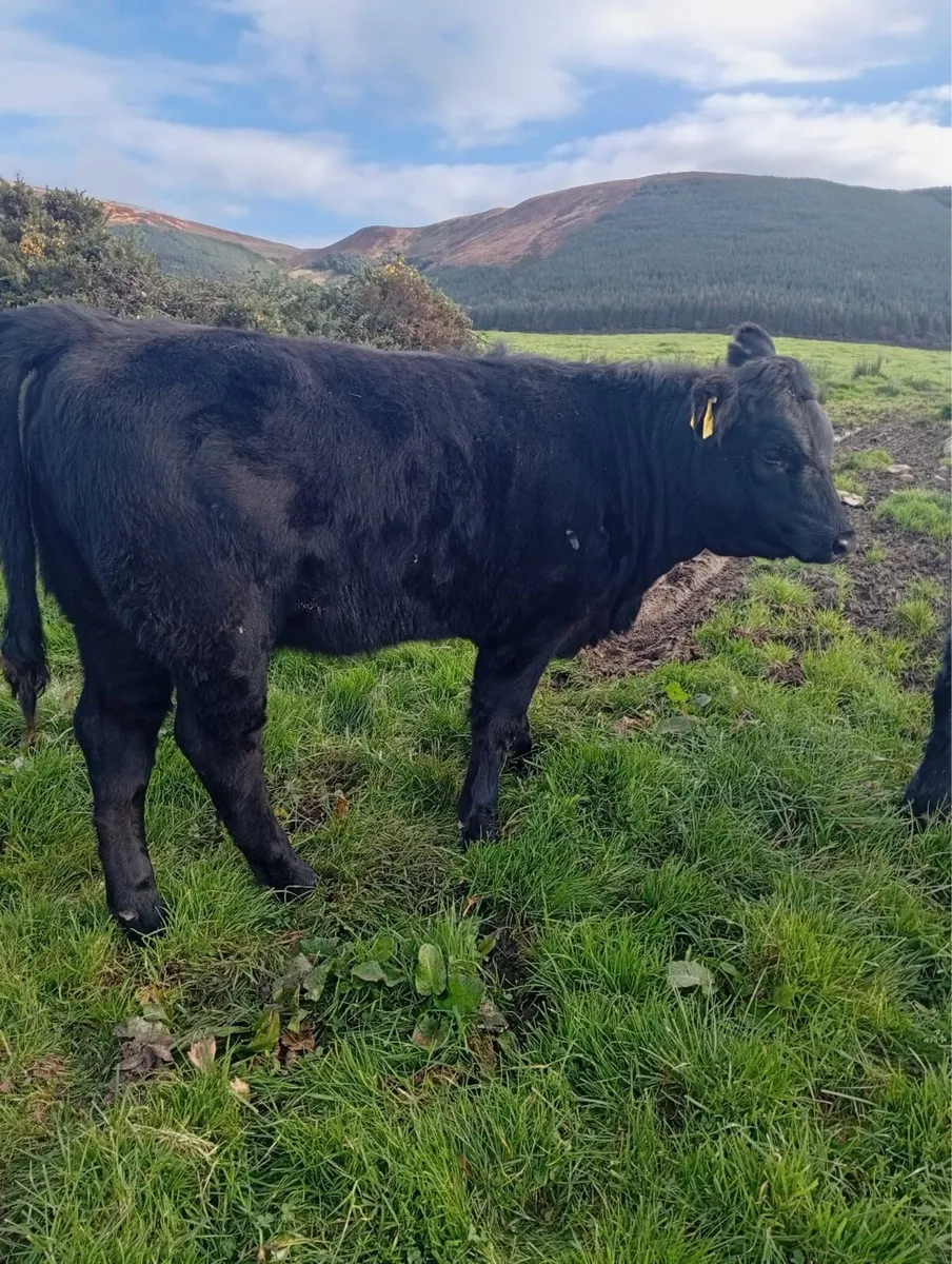 6 Fully Organic 5 Star Heifers - Image 4