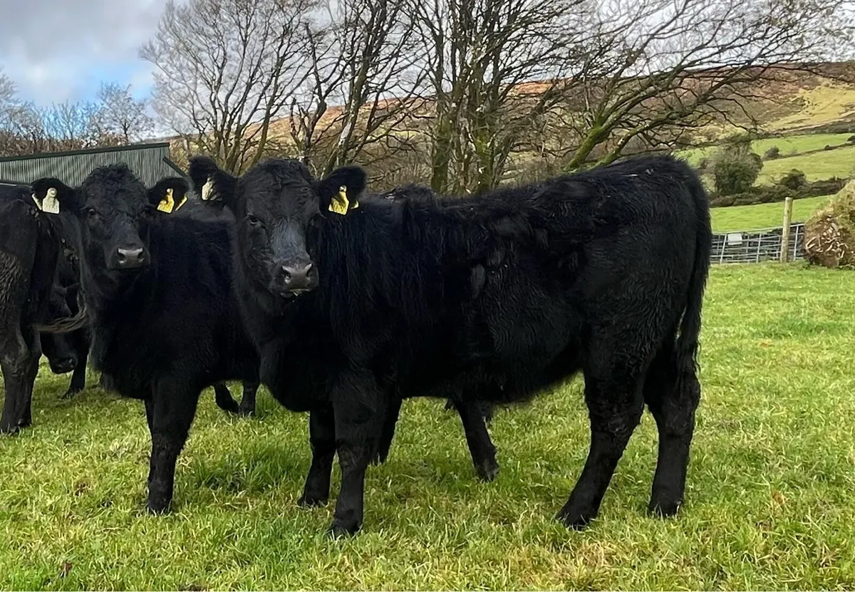 6 Fully Organic 5 Star Heifers - Image 1