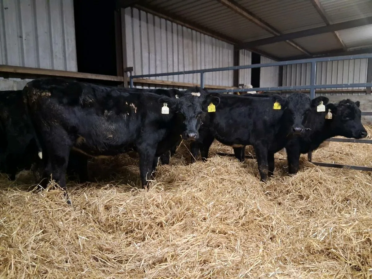 7 Angus Heifer Weanlings - Image 1