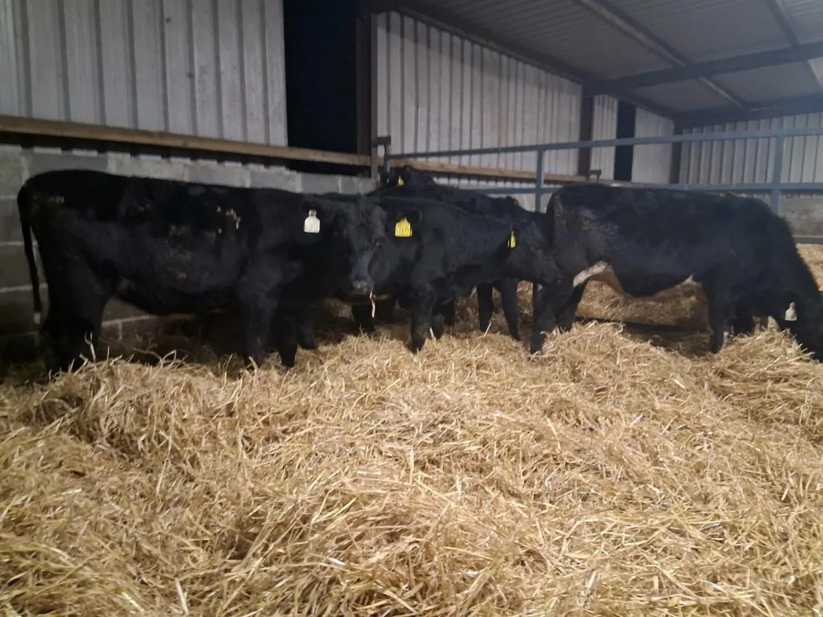 7 Angus Heifer Weanlings - Image 2