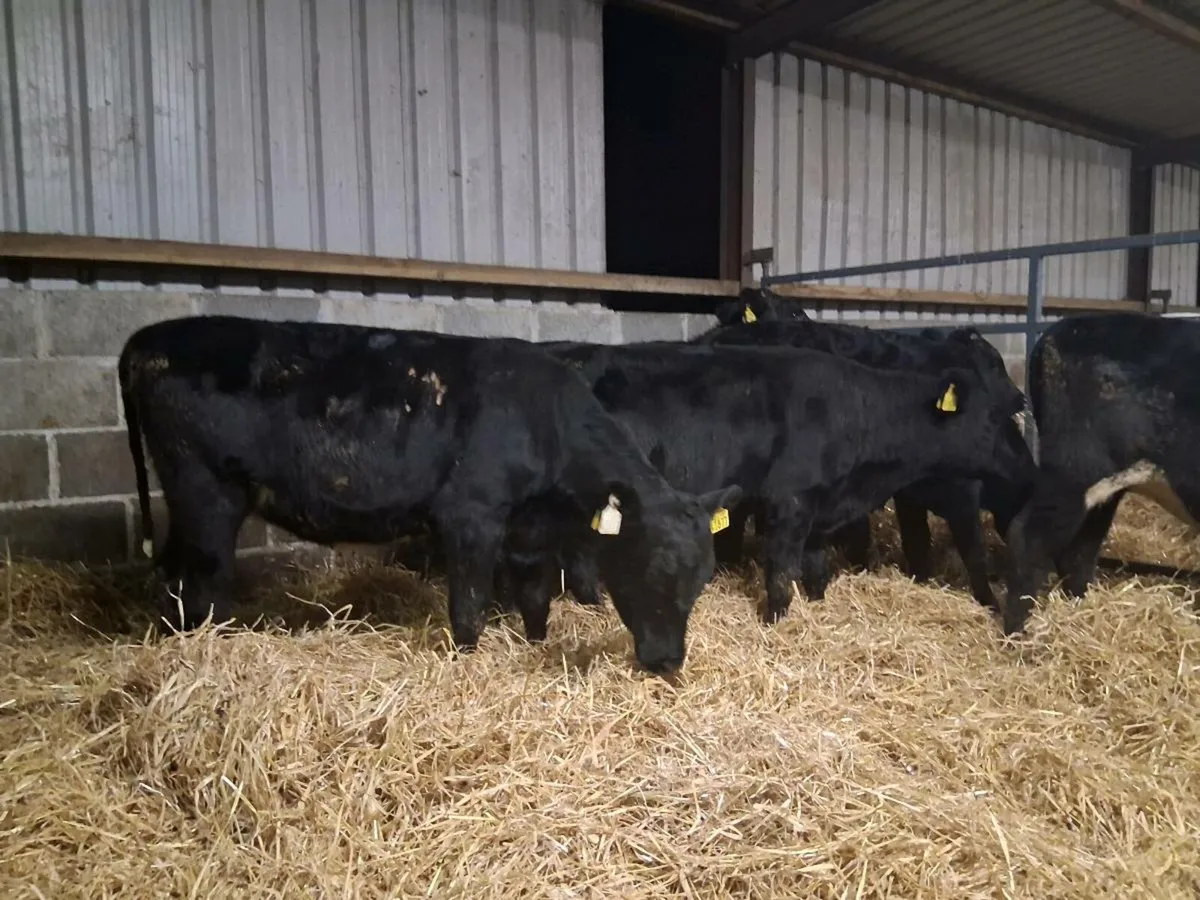 7 Angus Heifer Weanlings - Image 3