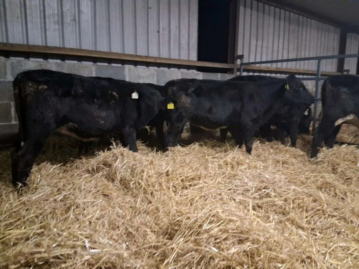 7 Angus Heifer Weanlings - Image 4