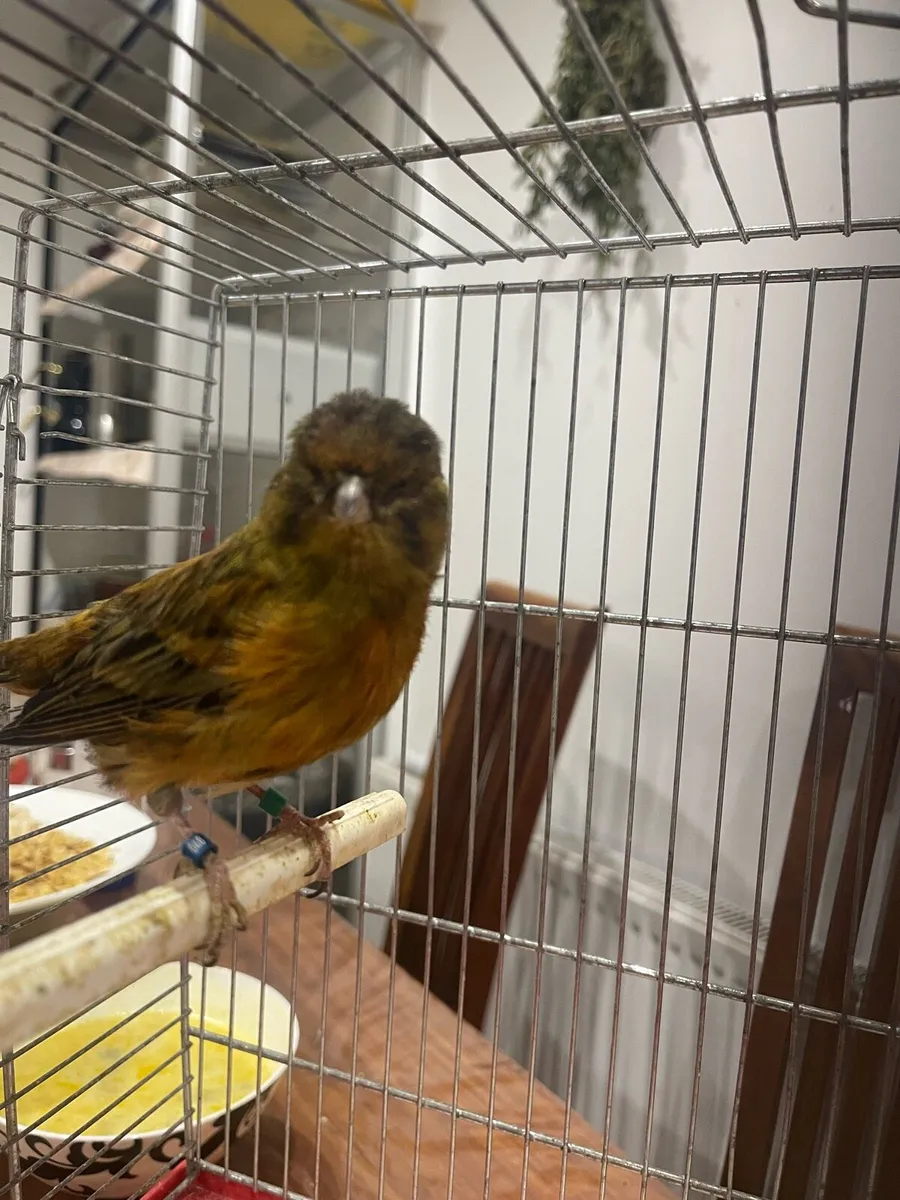 Canary bird - Image 1
