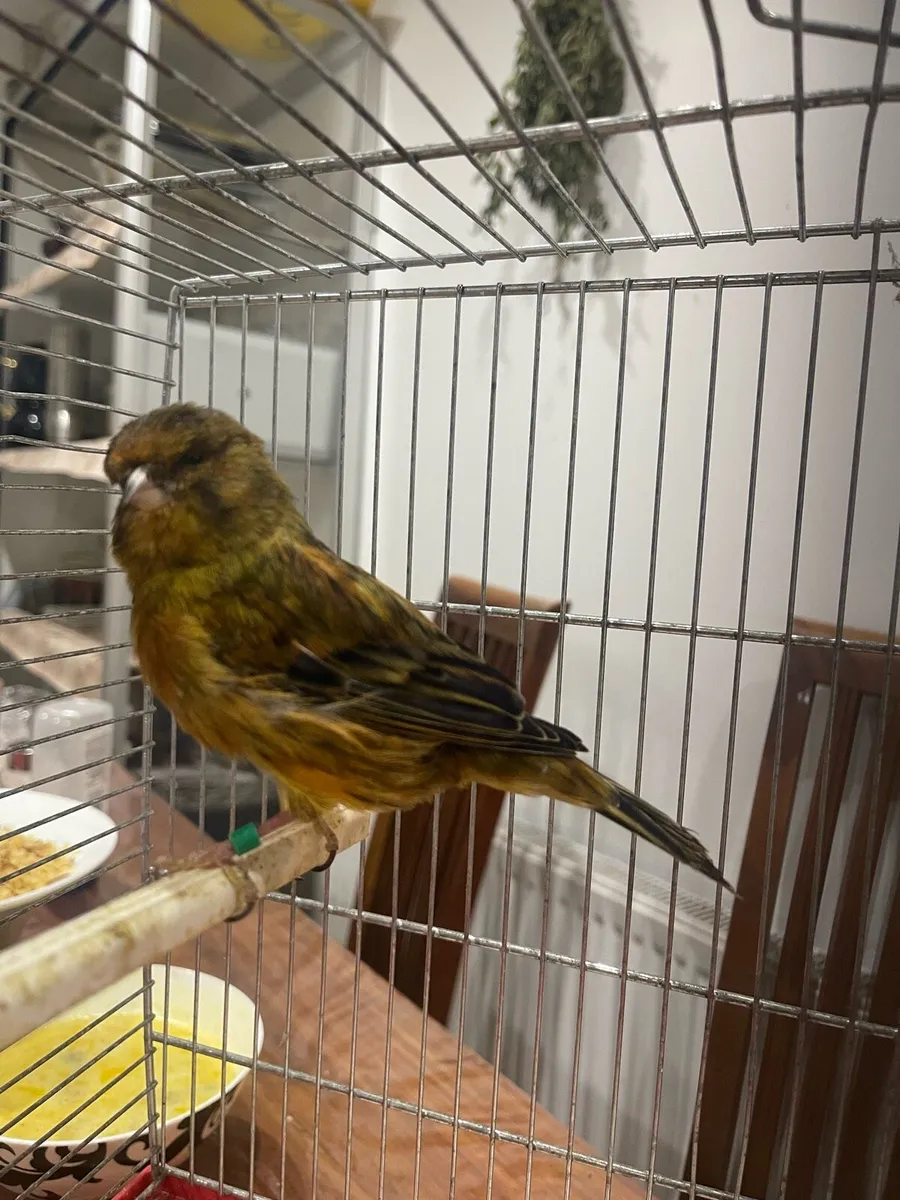 Canary bird - Image 2