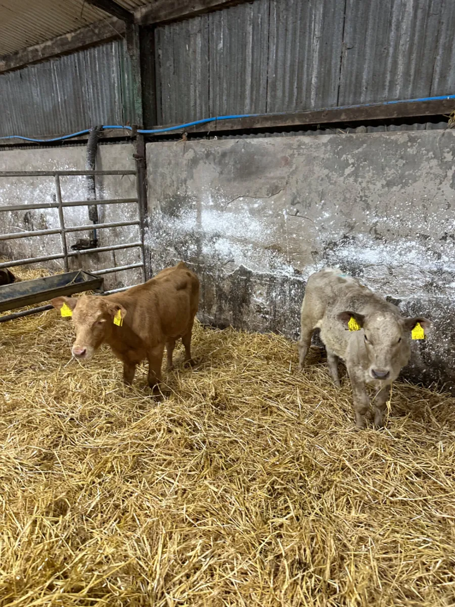 Charolais heifers - Image 1
