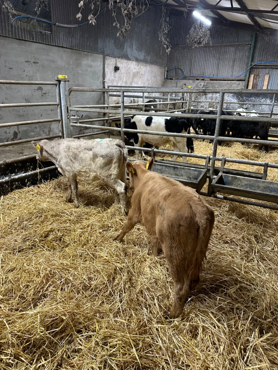 Charolais heifers - Image 4