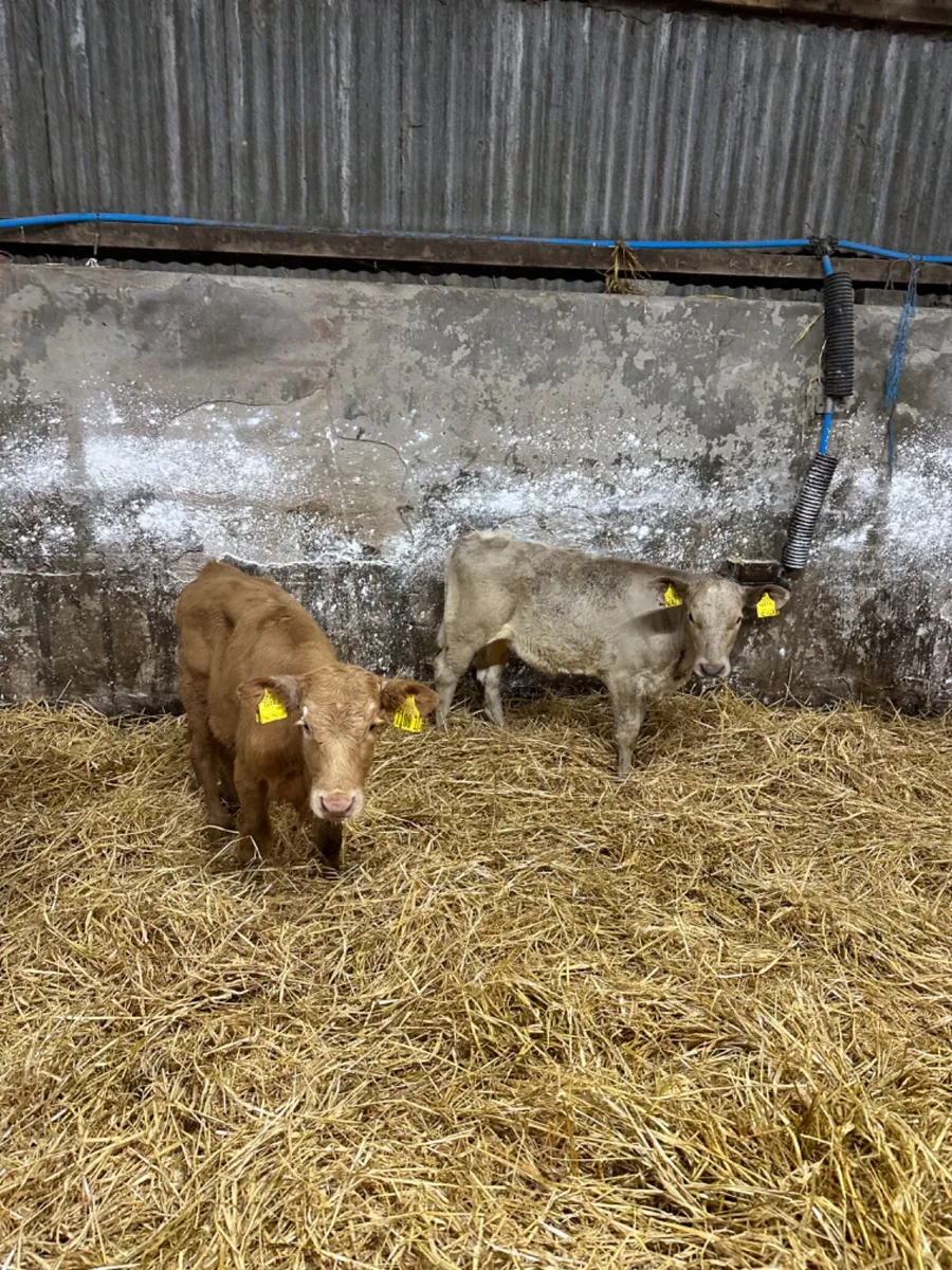 Charolais heifers - Image 3