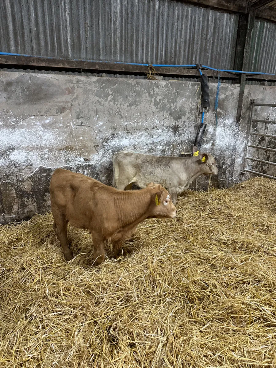 Charolais heifers - Image 2