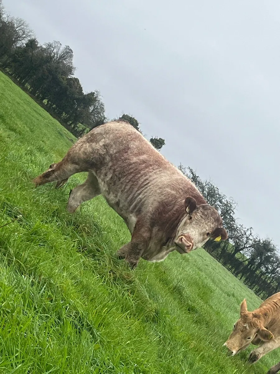 4🌟EBY heifer - Image 1